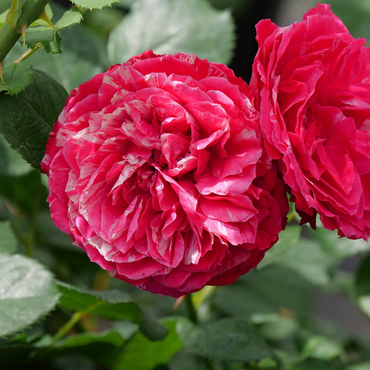 Oso Easy Red Stripe™ Landscape Rose (Rosa) - Photo Courtesy of Proven Winners, Inc.