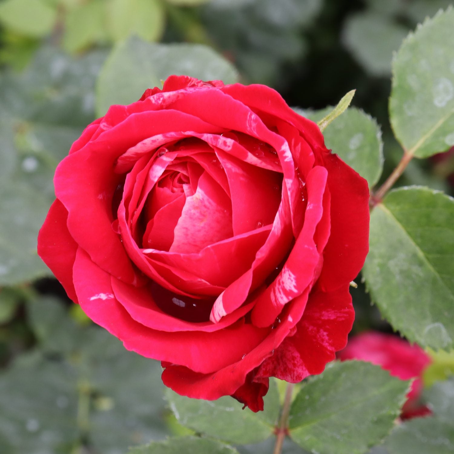 Oso Easy Red Stripe™ Landscape Rose (Rosa) - Photo Courtesy of Proven Winners, Inc.