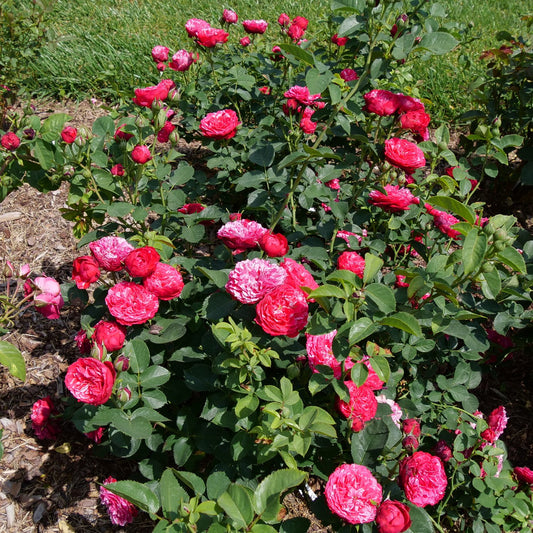 Oso Easy Red Stripe™ Landscape Rose (Rosa) - Photo Courtesy of Proven Winners, Inc.