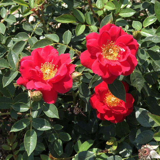 Oso Easy® Urban Legend® Rose (Rosa) - Photo Property of Garden Crossings LLC