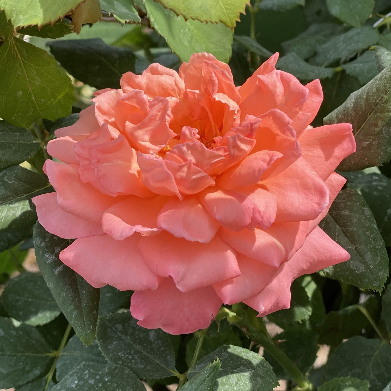 Reminiscent® Coral Rose (Rosa) - Photo Property of Garden Crossings LLC