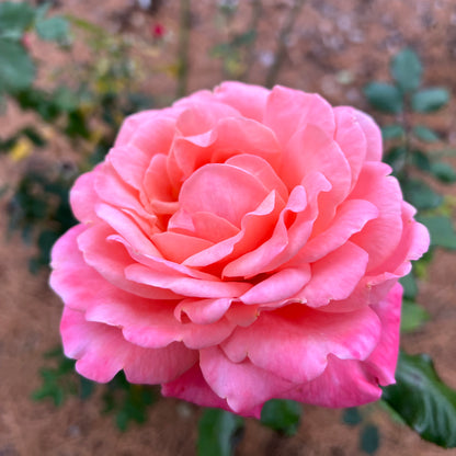 Reminiscent® Coral Rose (Rosa) - Photo Property of Garden Crossings LLC