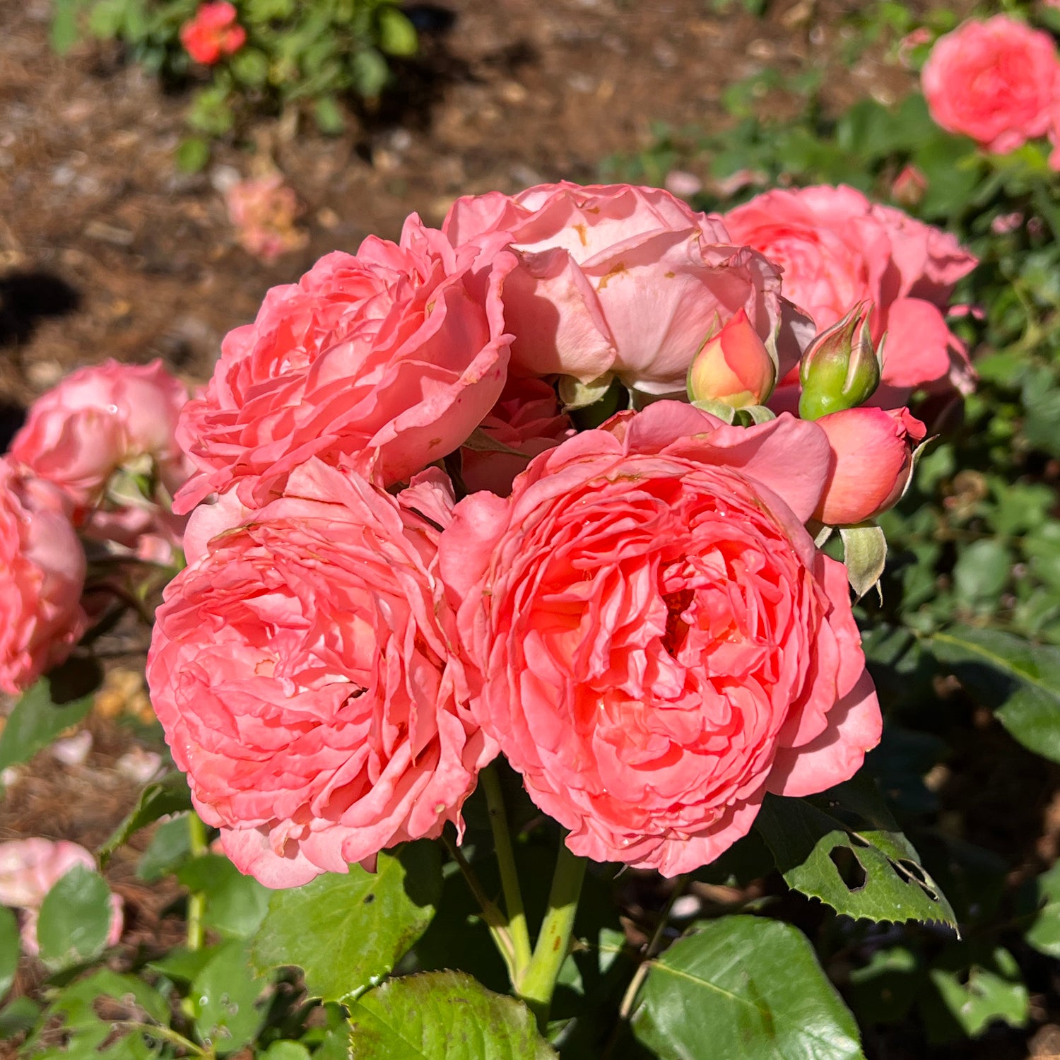 Reminiscent® Coral Rose (Rosa) - Photo Property of Garden Crossings LLC