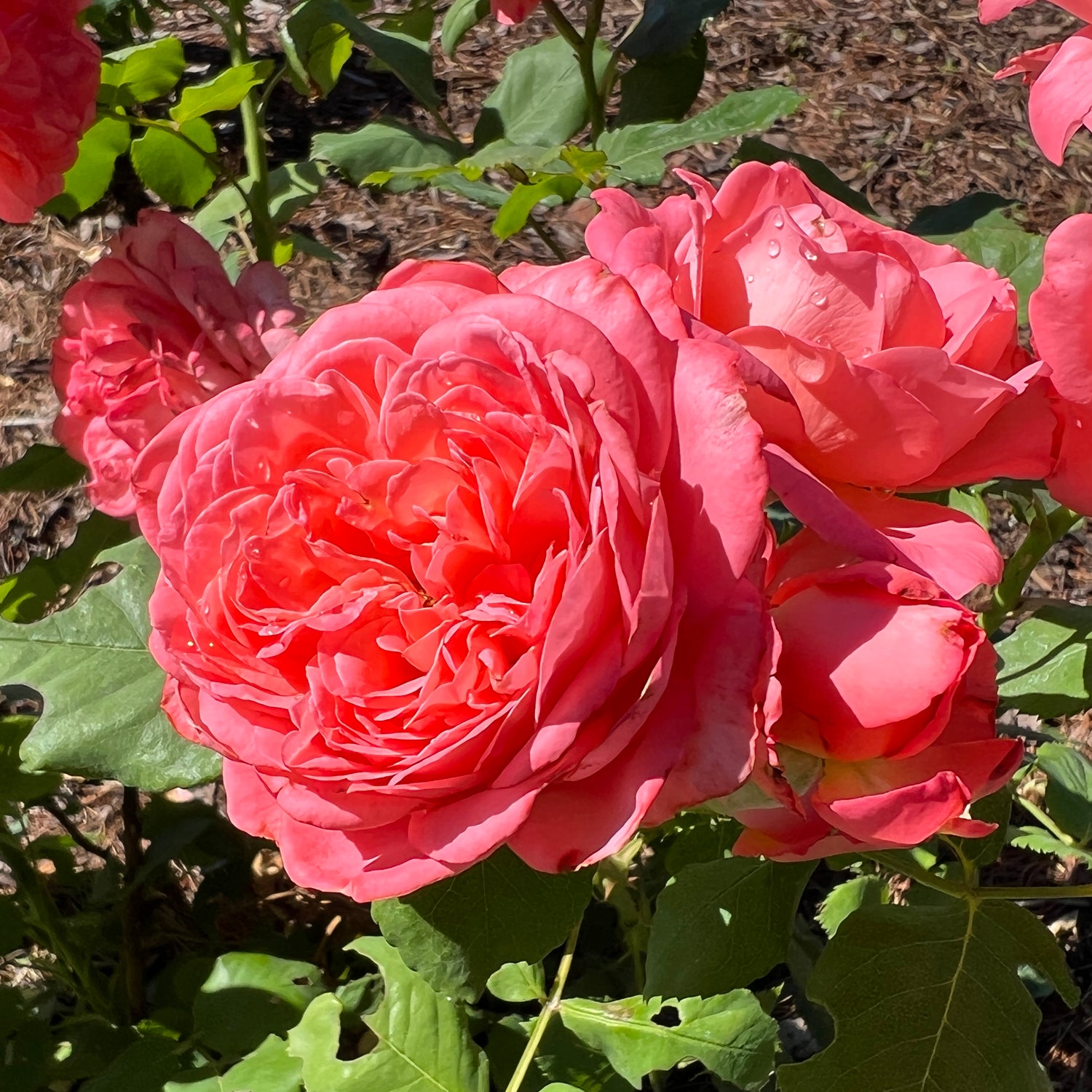 Reminiscent® Coral Rose (Rosa) - Photo Property of Garden Crossings LLC