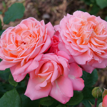 Reminiscent® Coral Rose (Rosa) - Photo Courtesy of Proven Winners, Inc.