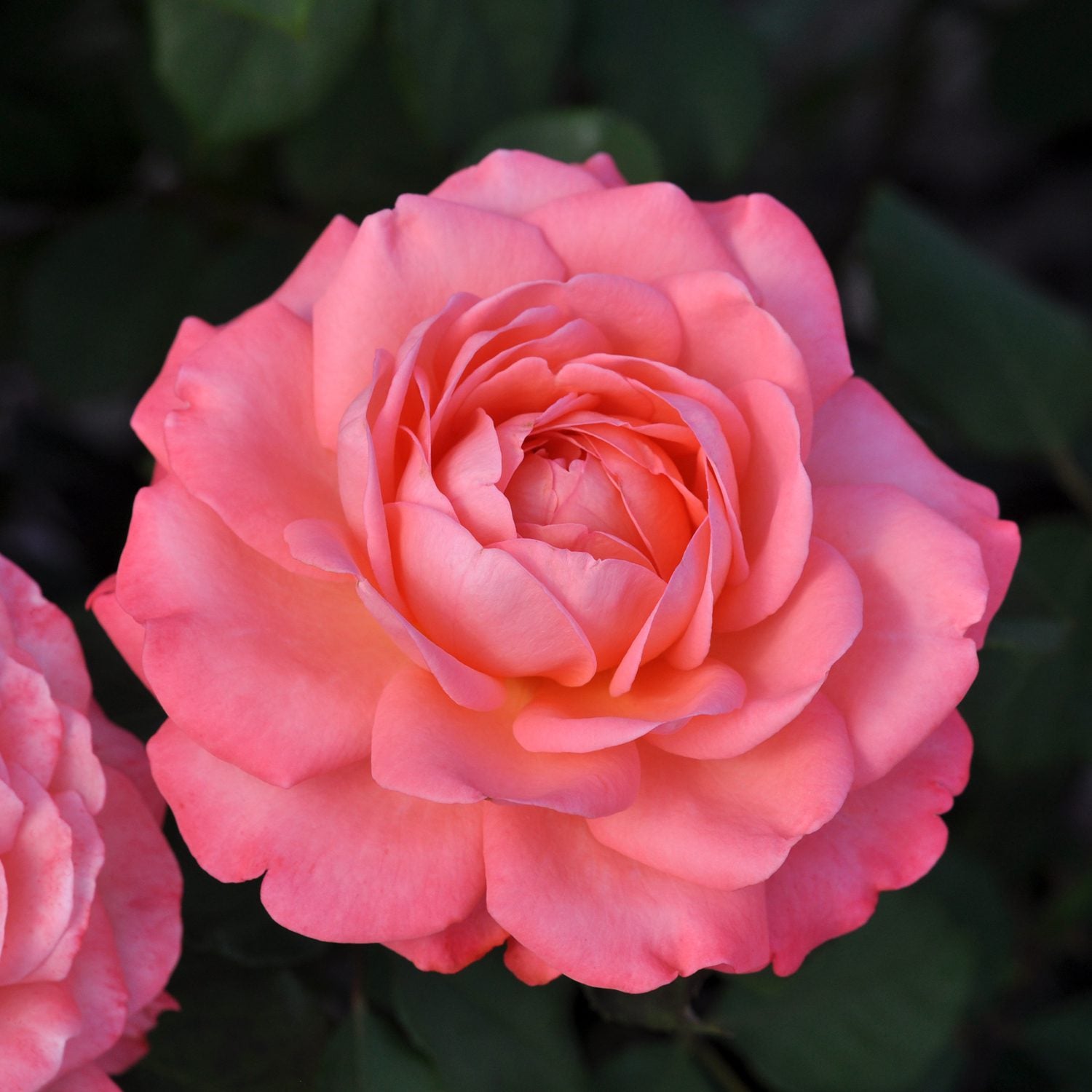 Reminiscent® Coral Rose (Rosa) - Photo Courtesy of Proven Winners, Inc.