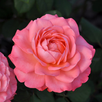 Reminiscent® Coral Rose (Rosa) - Photo Courtesy of Proven Winners, Inc.