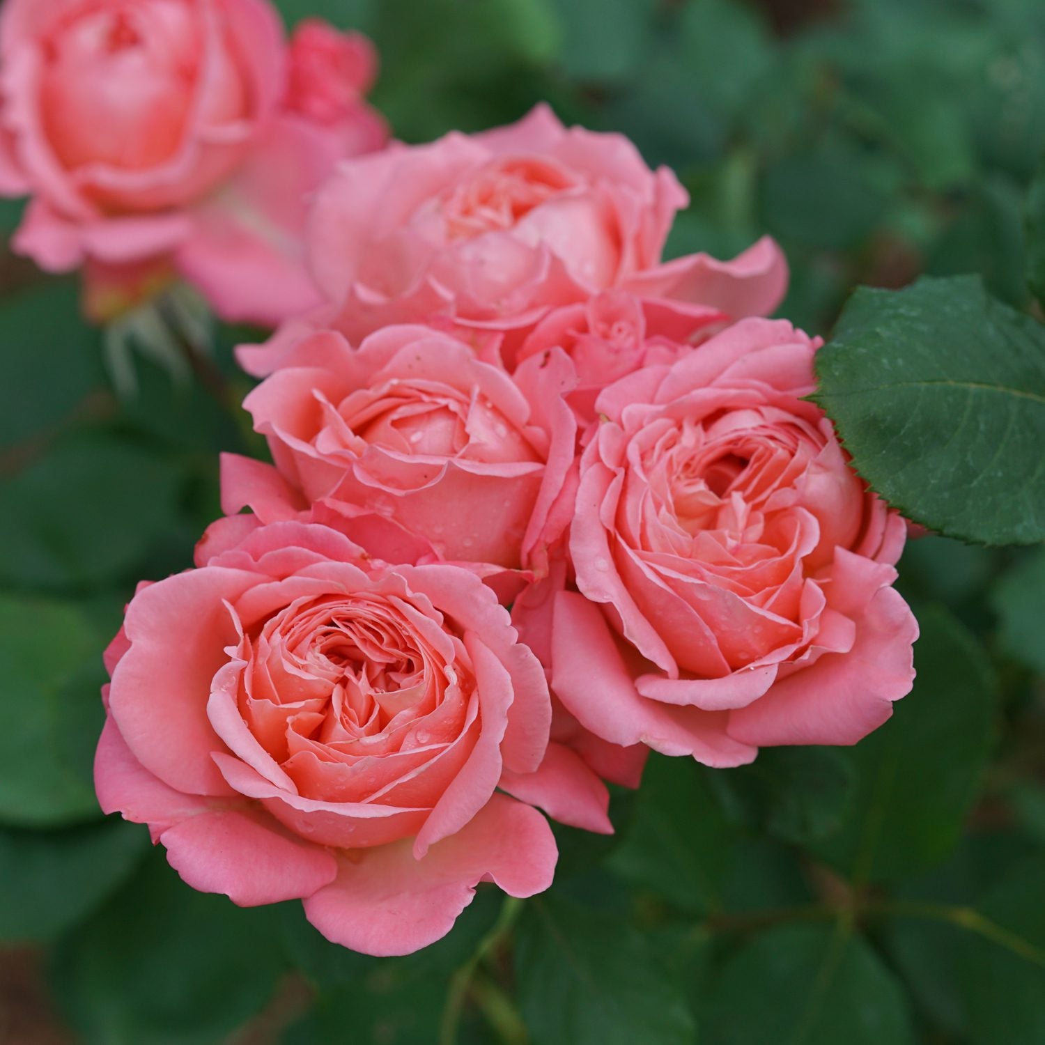 Reminiscent® Coral Rose (Rosa) - Photo Courtesy of Proven Winners, Inc.