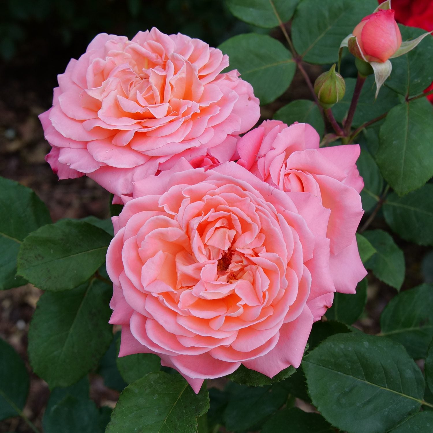 Reminiscent® Coral Rose (Rosa) - Photo Courtesy of Proven Winners, Inc.