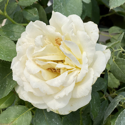 Reminiscent® Crema Rose (Rosa) - Photo Property of Garden Crossings LLC