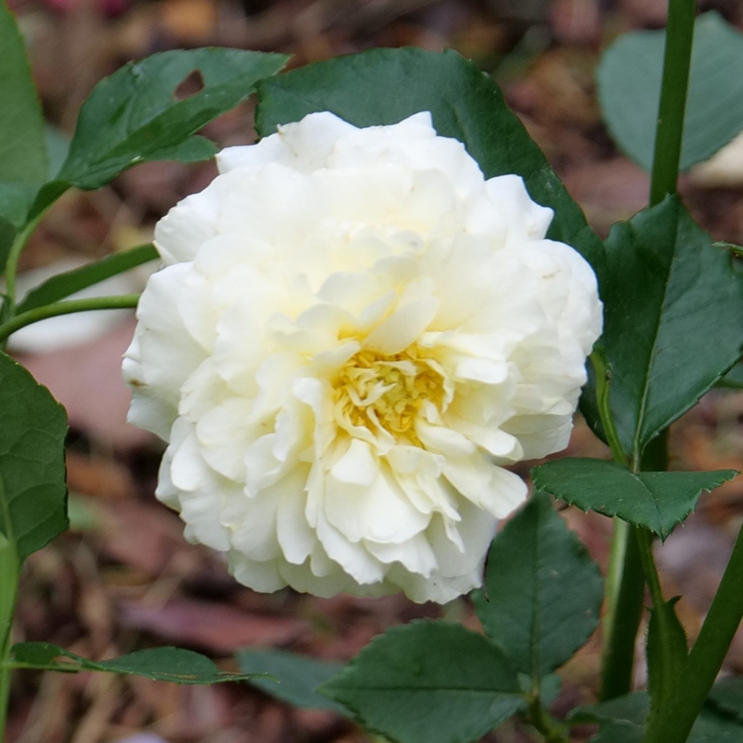 Reminiscent® Crema Rose (Rosa) - Photo Courtesy of Proven Winners, Inc.