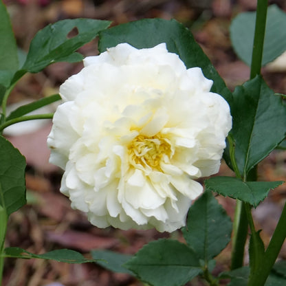 Reminiscent® Crema Rose (Rosa) - Photo Courtesy of Proven Winners, Inc.