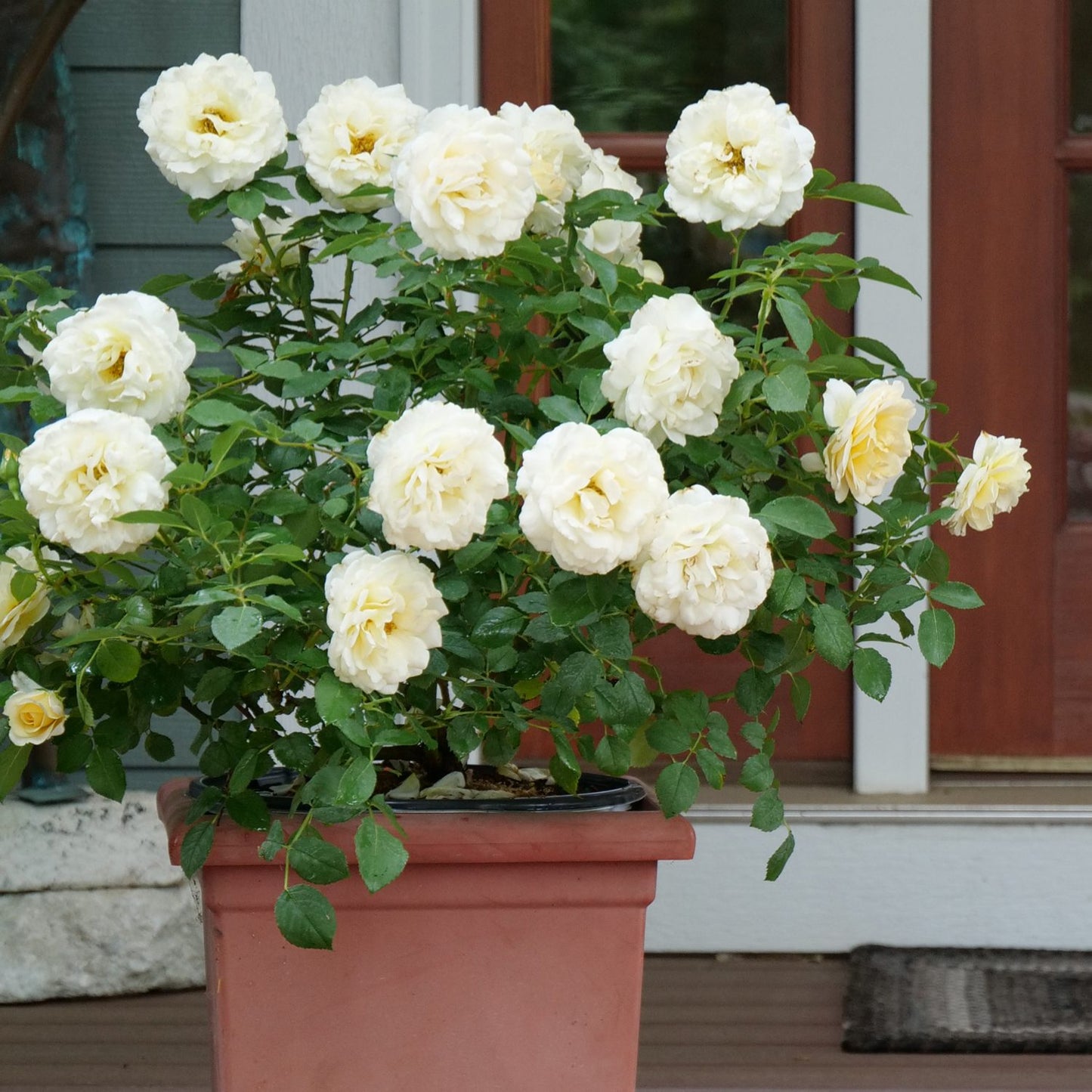 Reminiscent® Crema Rose (Rosa) - Photo Courtesy of Proven Winners, Inc.