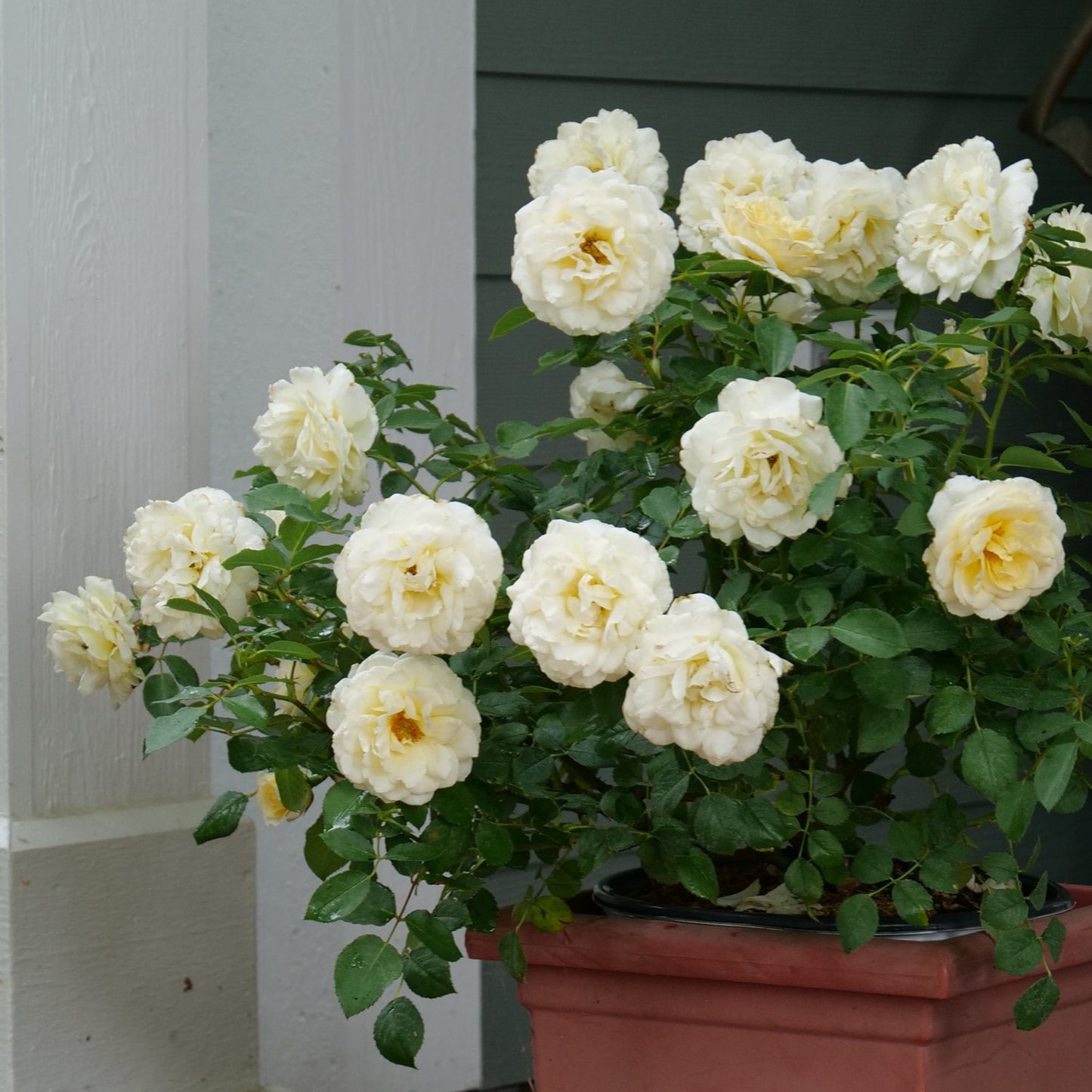 Reminiscent® Crema Rose (Rosa) - Photo Courtesy of Proven Winners, Inc.