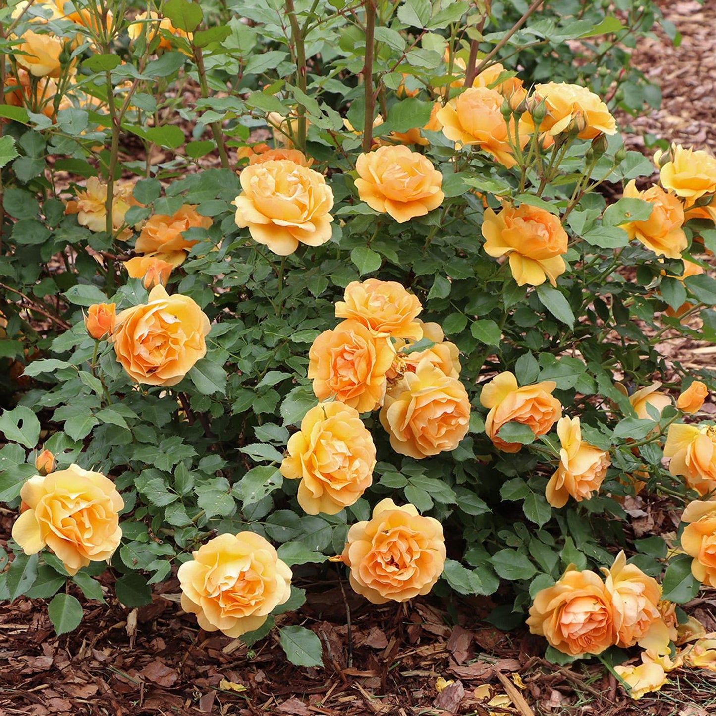 Reminiscent® Ginger Rose (Rosa) - Photo Courtesy of Proven Winners, Inc.