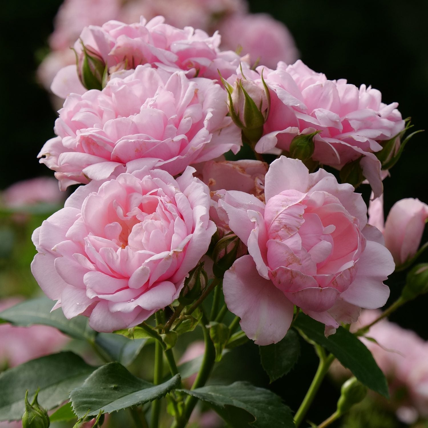 Reminiscent® Pink Rose | Fragrant Pink Bloom