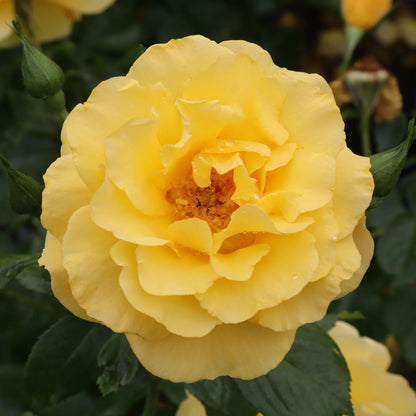 Reminiscent® Yellow Garden Rose (Rosa) - Photo Courtesy of Proven Winners, Inc.