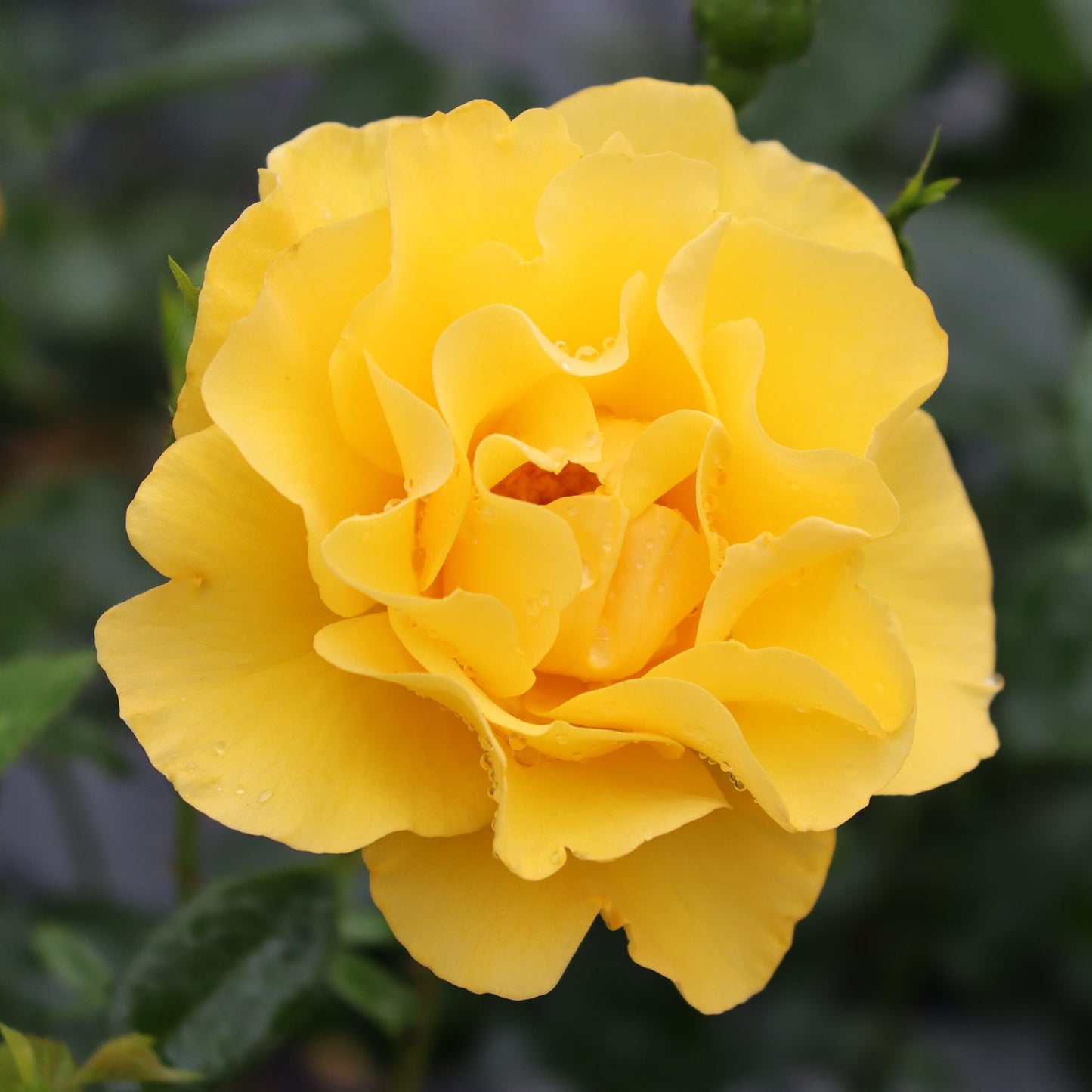 Reminiscent® Yellow Garden Rose (Rosa) - Photo Courtesy of Proven Winners, Inc.