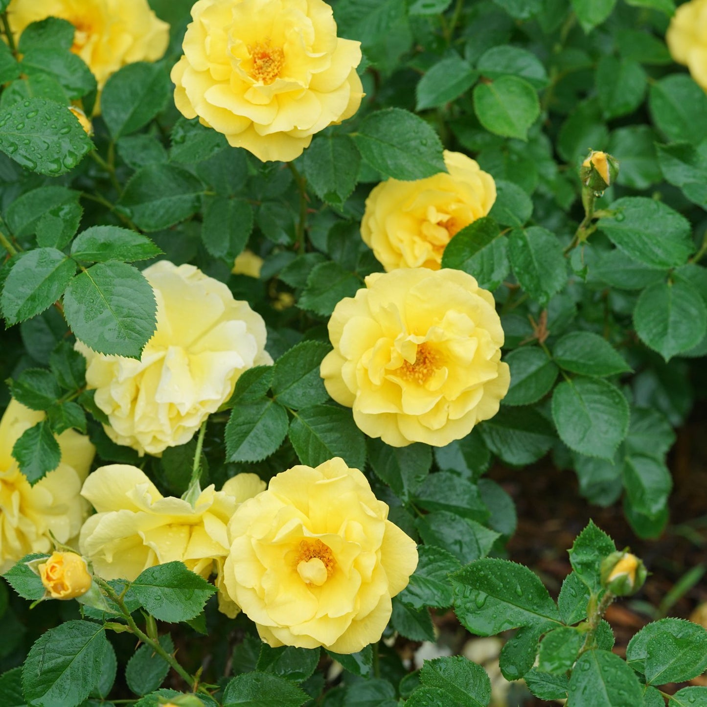 Reminiscent® Yellow Garden Rose (Rosa) - Photo Courtesy of Proven Winners, Inc.
