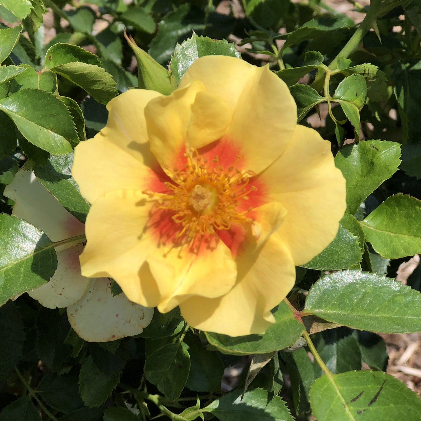 Ringo® Rose (Rosa) - Photo Property of Garden Crossings LLC