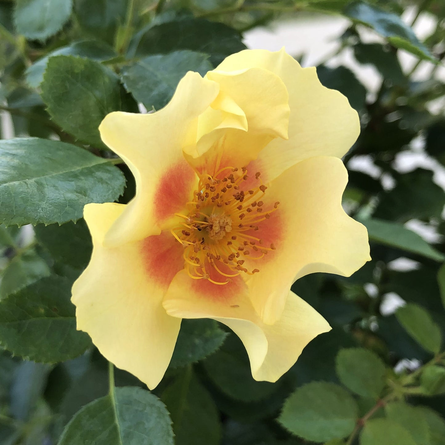 Ringo® Rose (Rosa) - Photo Property of Garden Crossings LLC