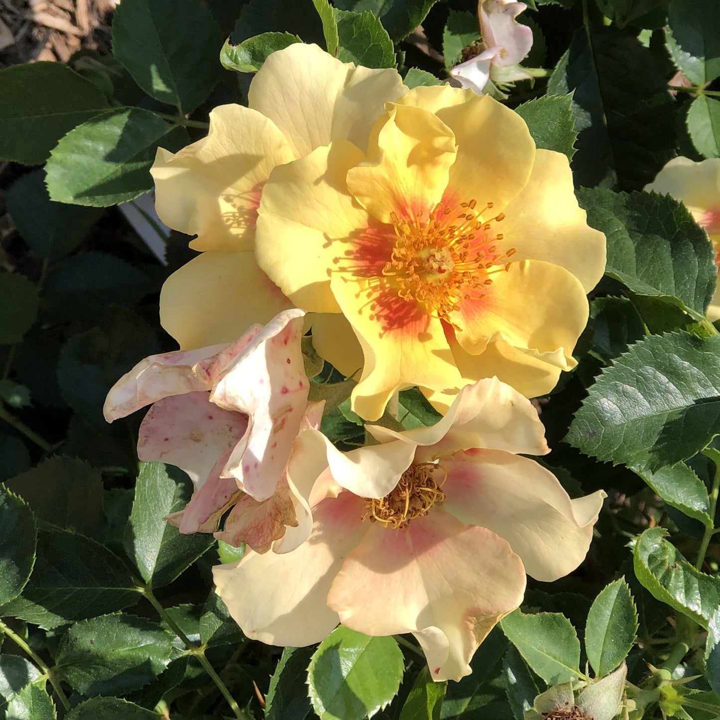 Ringo® Rose (Rosa) - Photo Property of Garden Crossings LLC