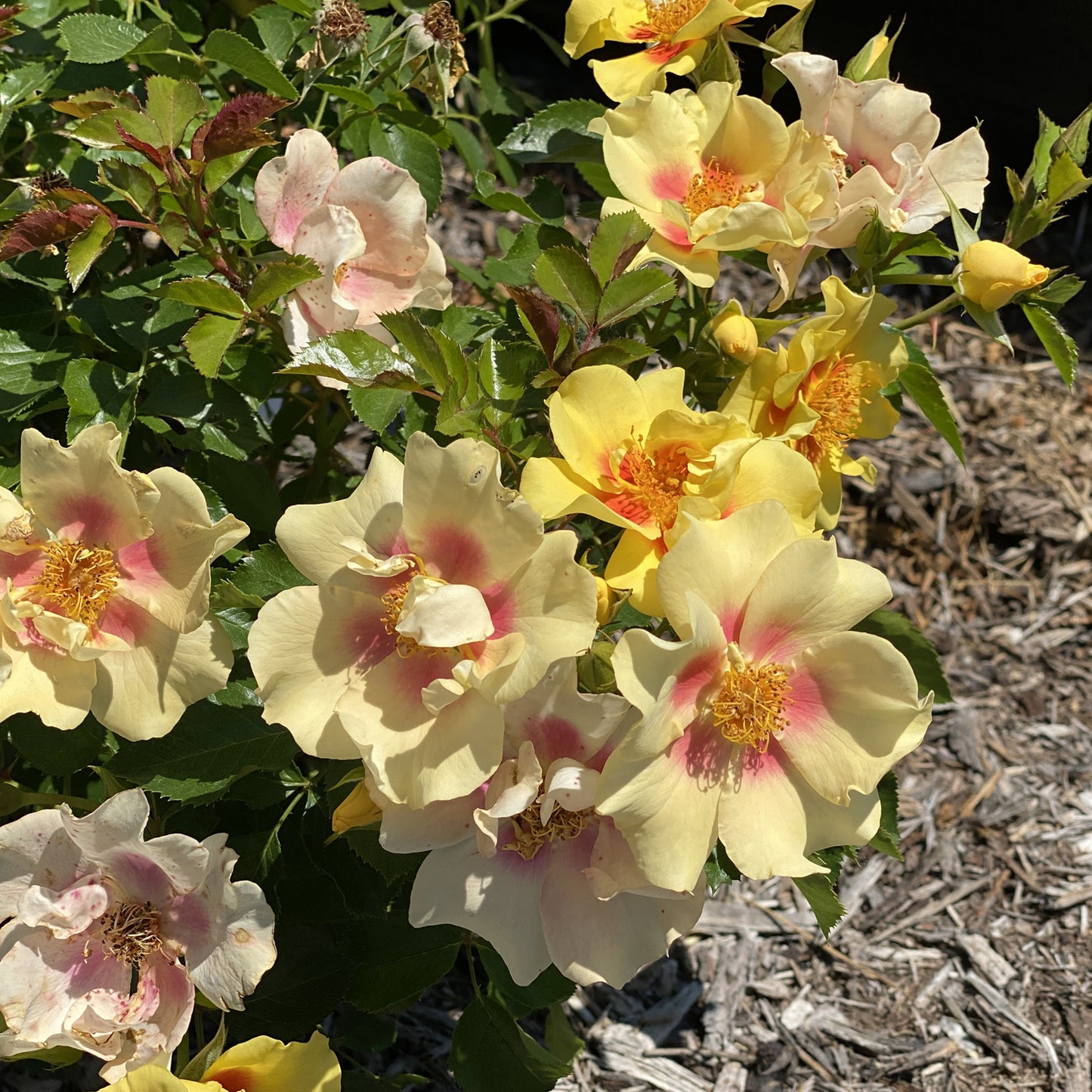Ringo® Rose (Rosa) - Photo Property of Garden Crossings LLC