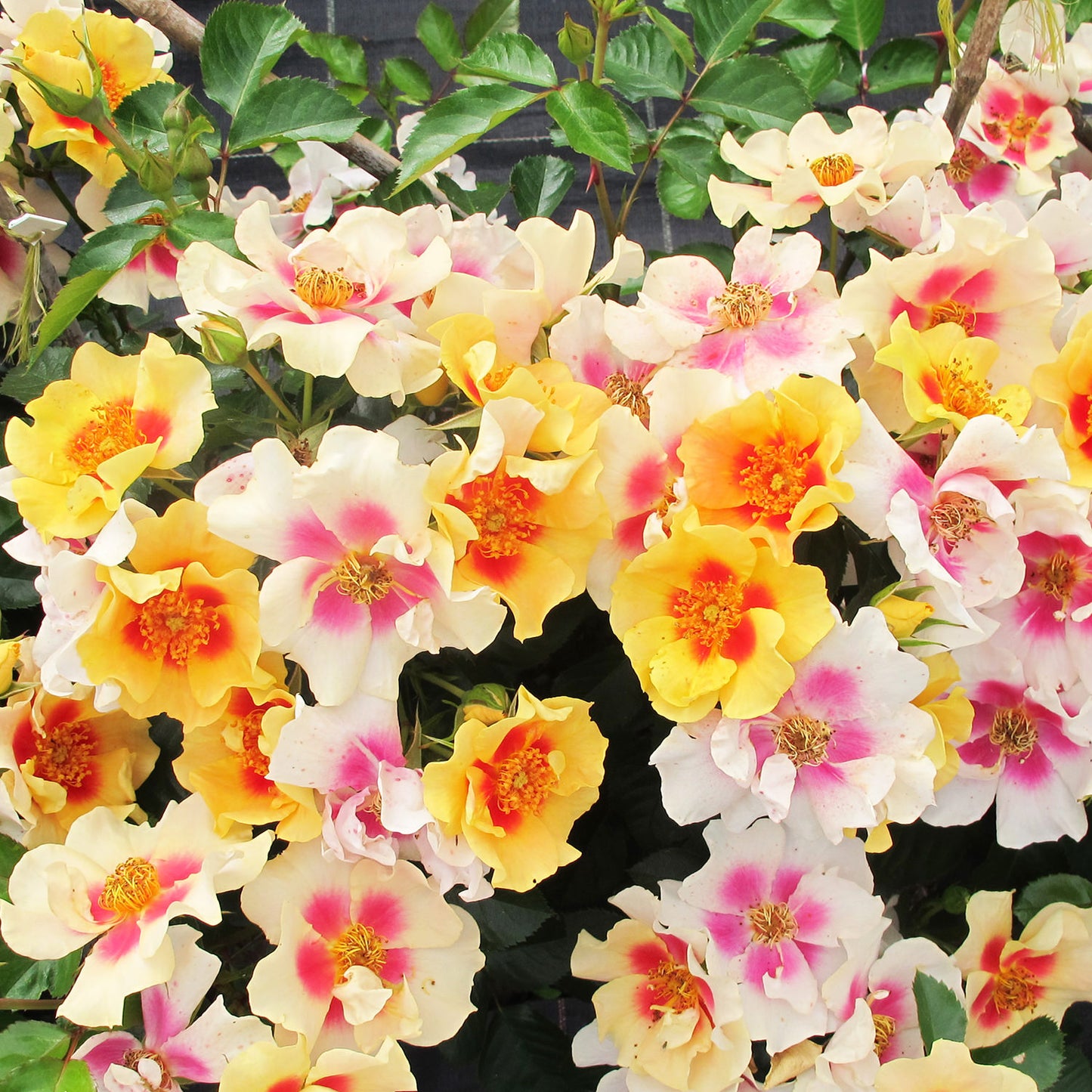 Ringo® Rose (Rosa) - Photo Courtesy of Proven Winners, Inc.