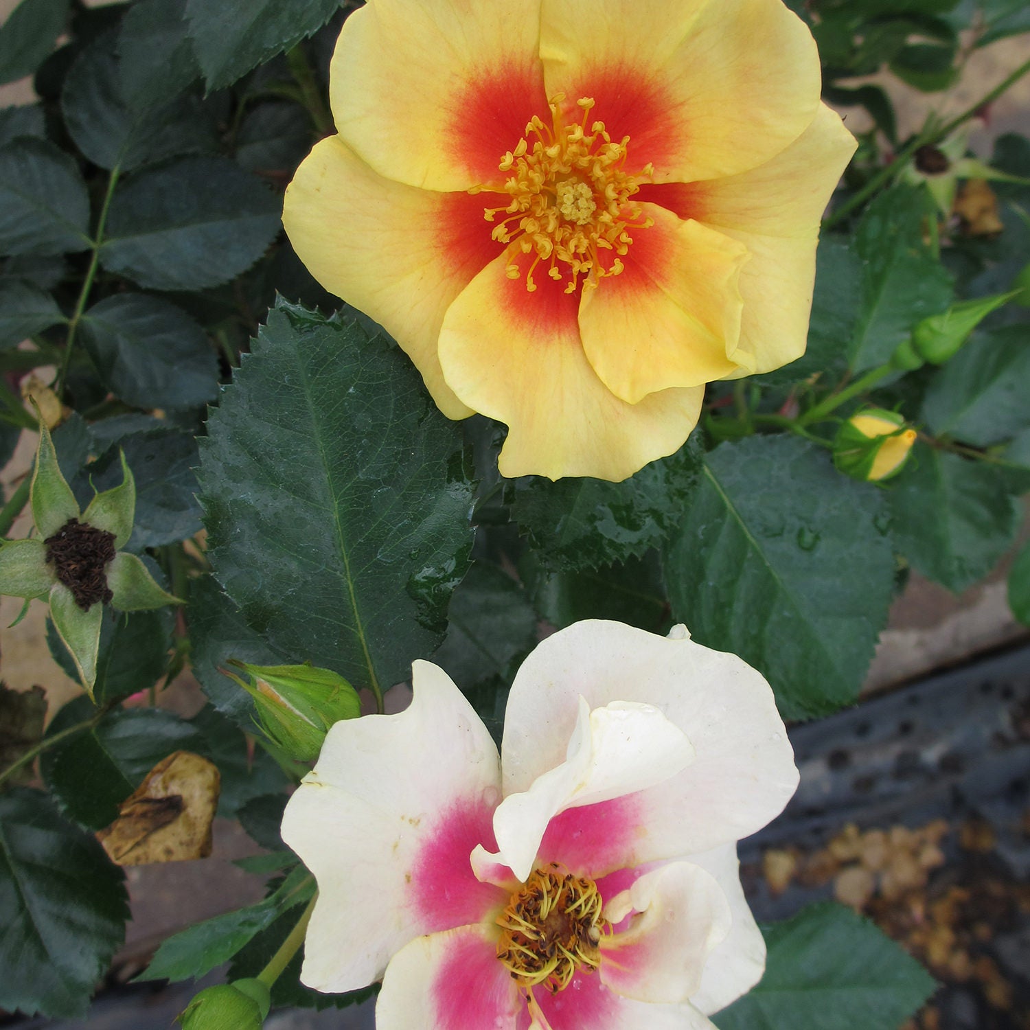 Ringo® Rose (Rosa) - Photo Courtesy of Proven Winners, Inc.