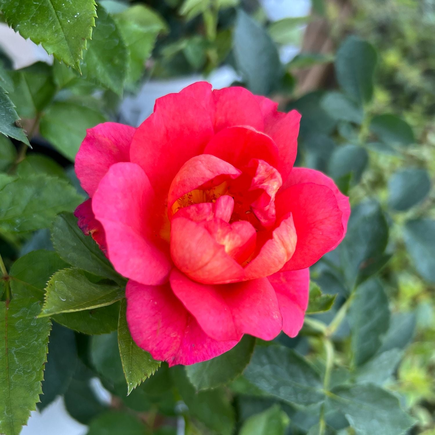 A close-up of the Rise Up Emberays® Climbing Rose (Rosa) in full bloom, featuring vibrant pink petals with hints of red, surrounded by lush green leaves against a softly blurred green backdrop. - Photo Property of Garden Crossings LLC