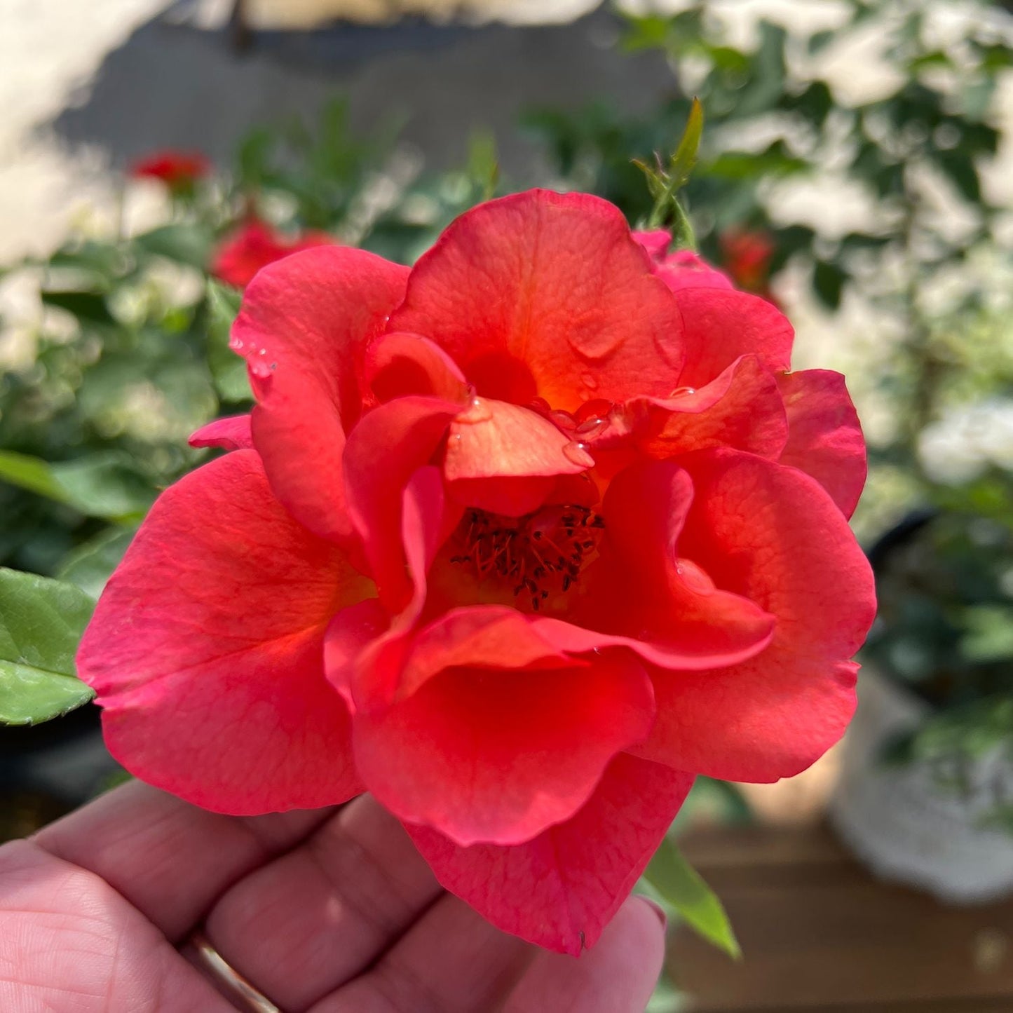A close-up of the vibrant red-pink Rise Up Emberays® Climbing Rose (Rosa) with dew-kissed petals, gently held by hand. Softly blurred green leaves and a climbing rose create a dreamy background. - Photo Property of Garden Crossings LLC