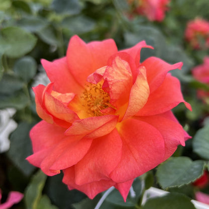 A close-up of a vibrant Rise Up Emberays® Climbing Rose (Rosa) in full bloom, showcasing orange-pink petals and yellow stamens against lush green foliage. - Photo Property of Garden Crossings LLC