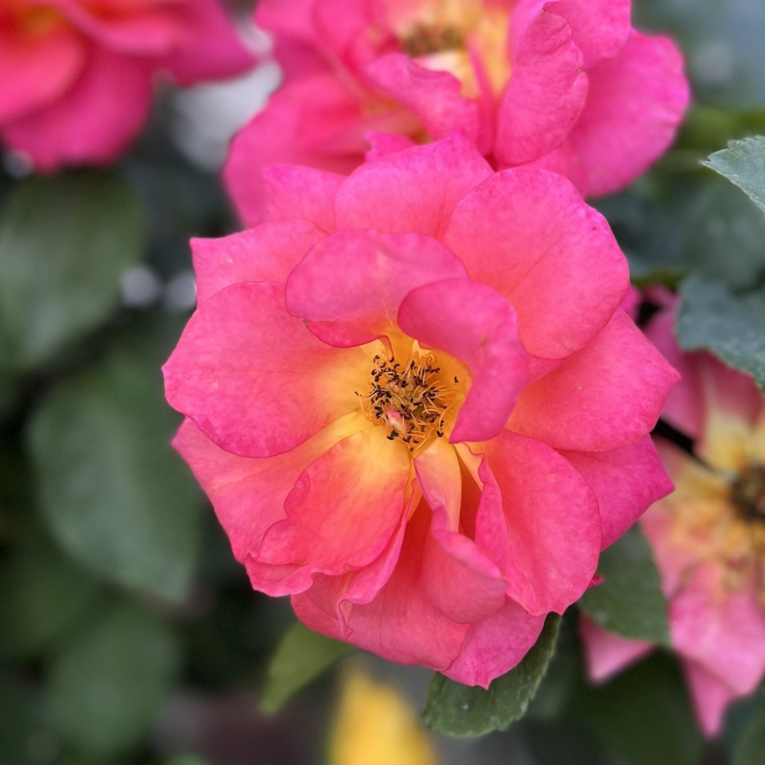 A close-up of the vibrant orange-yellow Rise Up Emberays® Climbing Rose (Rosa) shows yellow at its center, surrounded by dark green leaves and blurred pink flowers in the background. - Photo Property of Garden Crossings LLC