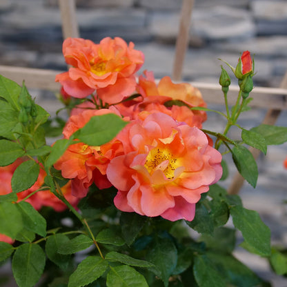 Clusters of orange-yellow and pink Rise Up Emberays® Climbing Rose (Rosa) bloom with green leaves before a blurred wooden trellis and gray stone wall, adding vibrant color to the scene. - Photo Courtesy of Proven Winners, Inc. 