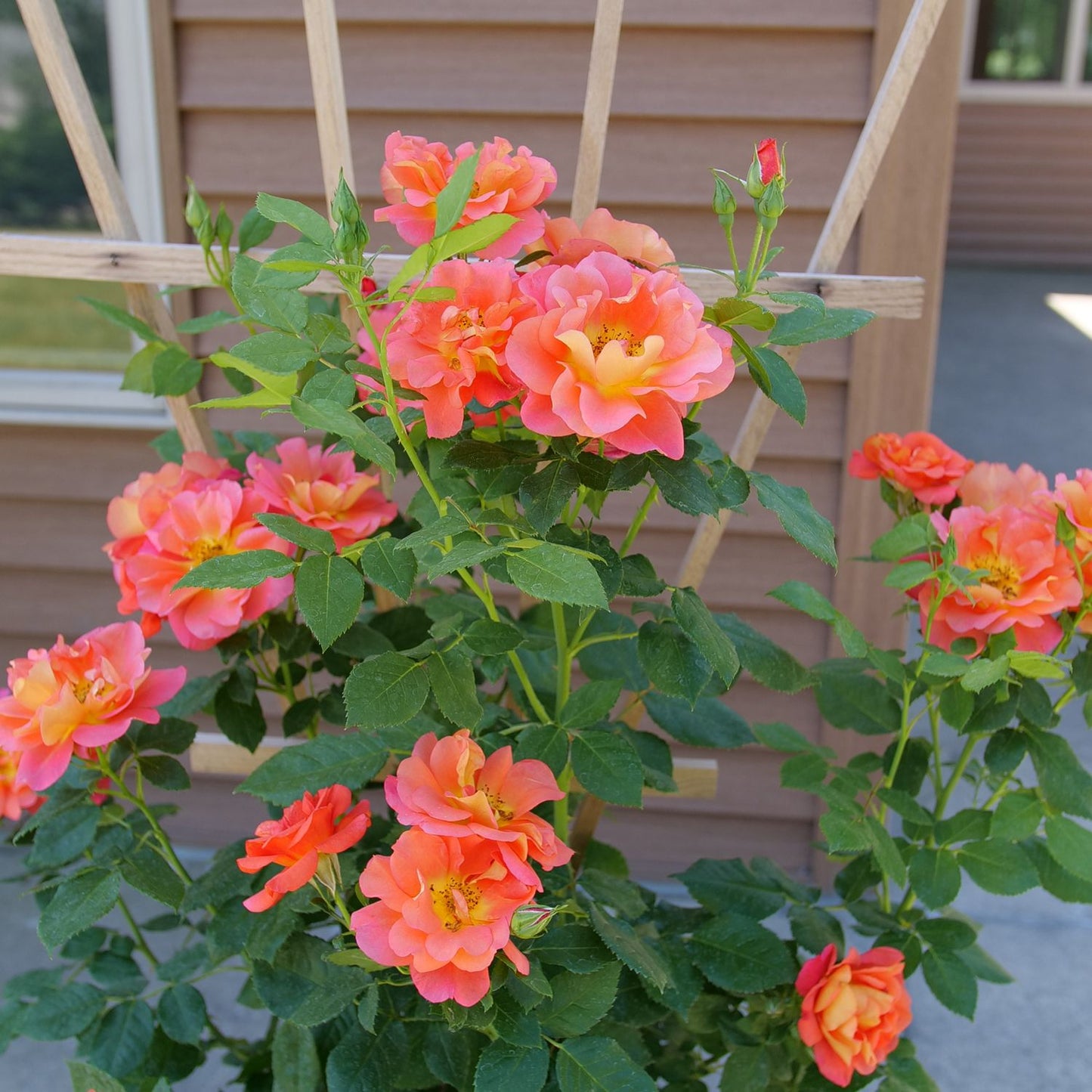 A Rise Up Emberays® Climbing Rose (Rosa) with vibrant orange and pink blooms grows before a brown wooden trellis, against the home's siding and a concrete patio. - Photo Courtesy of Proven Winners, Inc. 