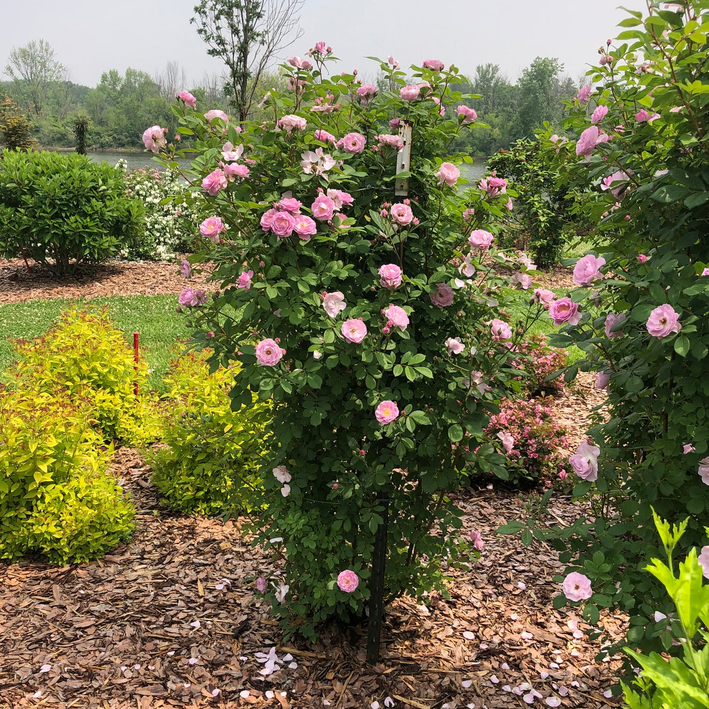 Rise Up Lilac Days® Climbing Rose (Rosa) - Photo Property of Garden Crossings LLC
