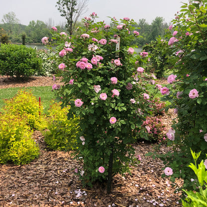 Rise Up Lilac Days® Climbing Rose (Rosa) - Photo Property of Garden Crossings LLC