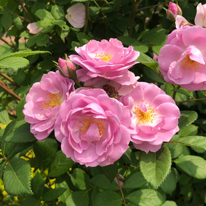 Rise Up Lilac Days® Climbing Rose (Rosa) - Photo Property of Garden Crossings LLC