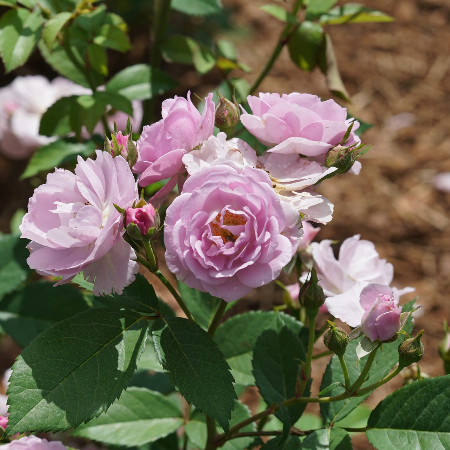 Rise Up Lilac Days® Climbing Rose (Rosa) - Photo Courtesy of Proven Winners, Inc.