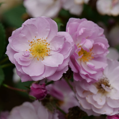 Rise Up Lilac Days® Climbing Rose (Rosa) - Photo Courtesy of Proven Winners, Inc.