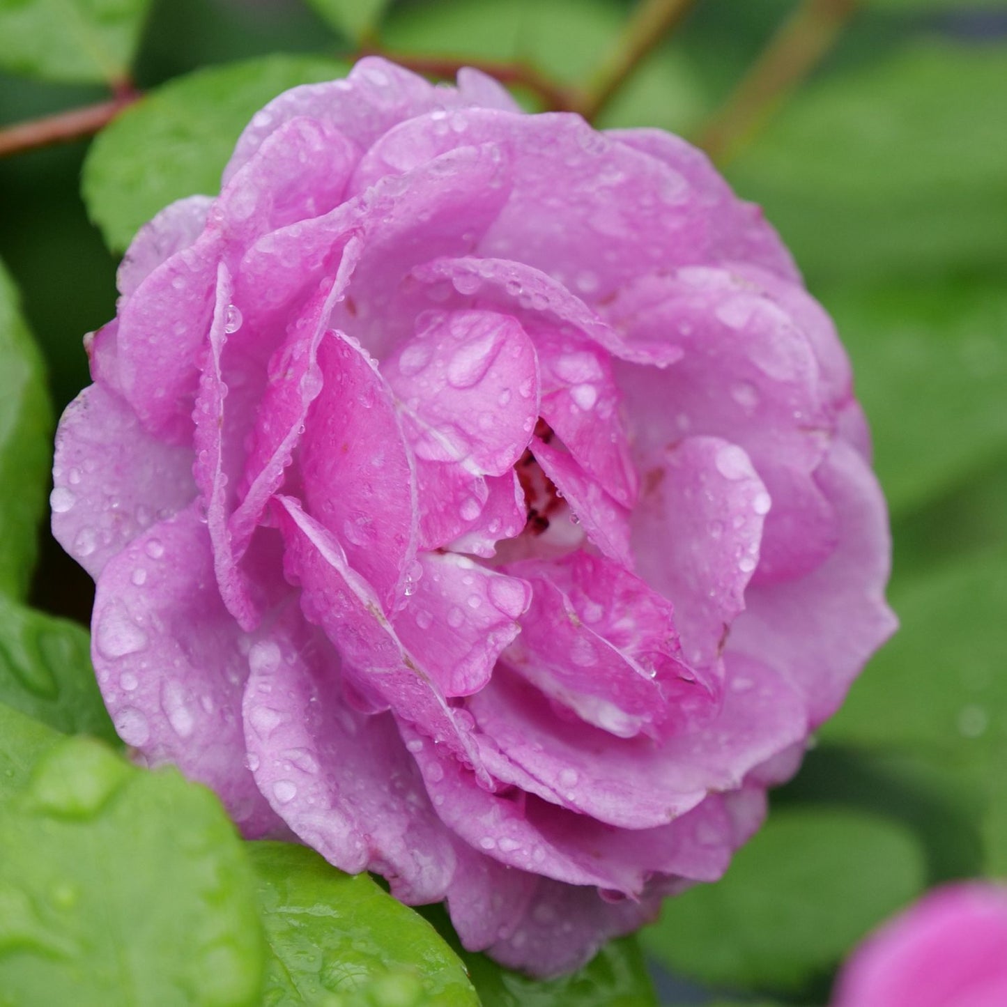 Rise Up Lilac Days® Climbing Rose (Rosa) - Photo Courtesy of Proven Winners, Inc.