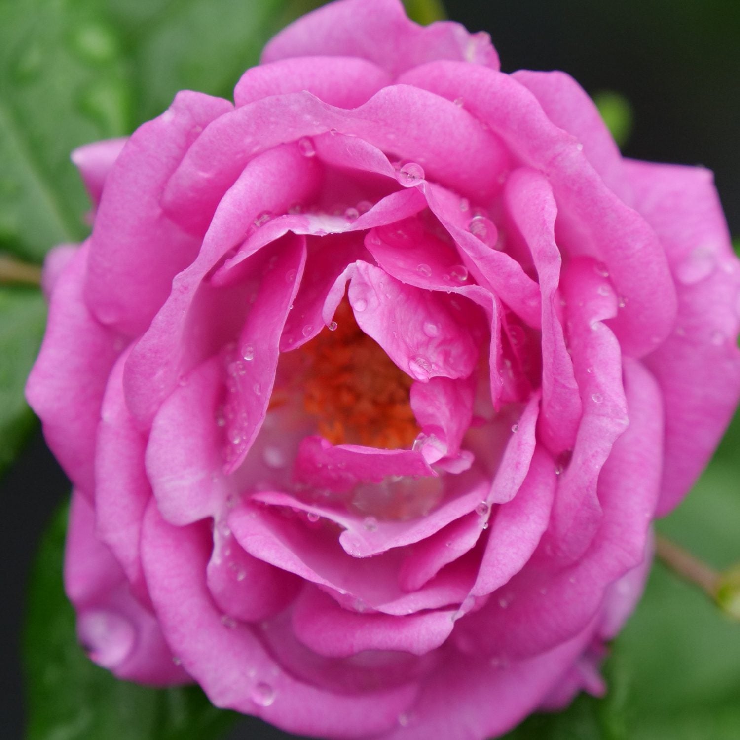 Rise Up Lilac Days® Climbing Rose (Rosa) - Photo Courtesy of Proven Winners, Inc.