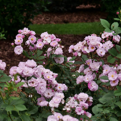 Rise Up Lilac Days® Climbing Rose (Rosa) - Photo Courtesy of Proven Winners, Inc.