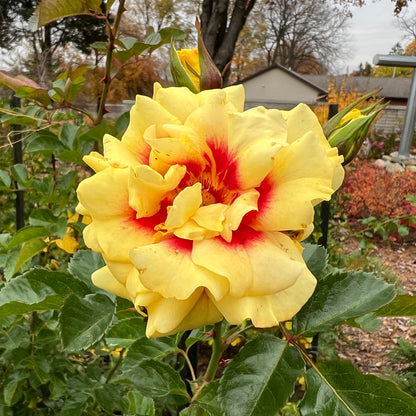 Rise Up® Ringo® Climbing Rose (Rosa) - Photo Property of Garden Crossings LLC