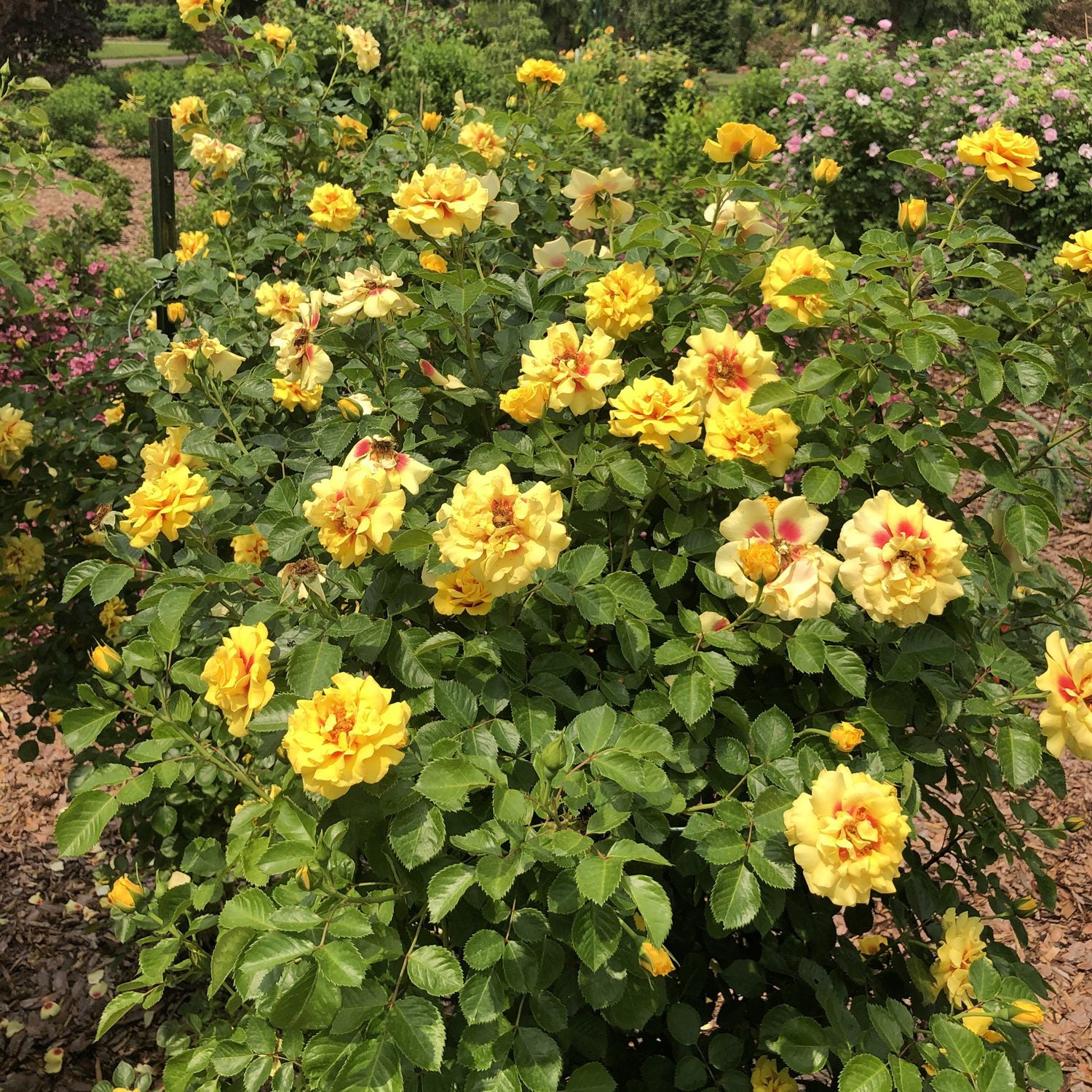 Rise Up® Ringo® Climbing Rose (Rosa) - Photo Property of Garden Crossings LLC