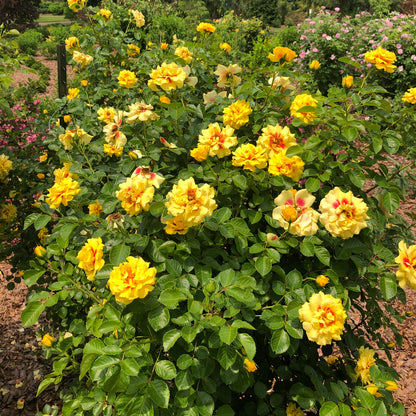 Rise Up® Ringo® Climbing Rose (Rosa) - Photo Property of Garden Crossings LLC