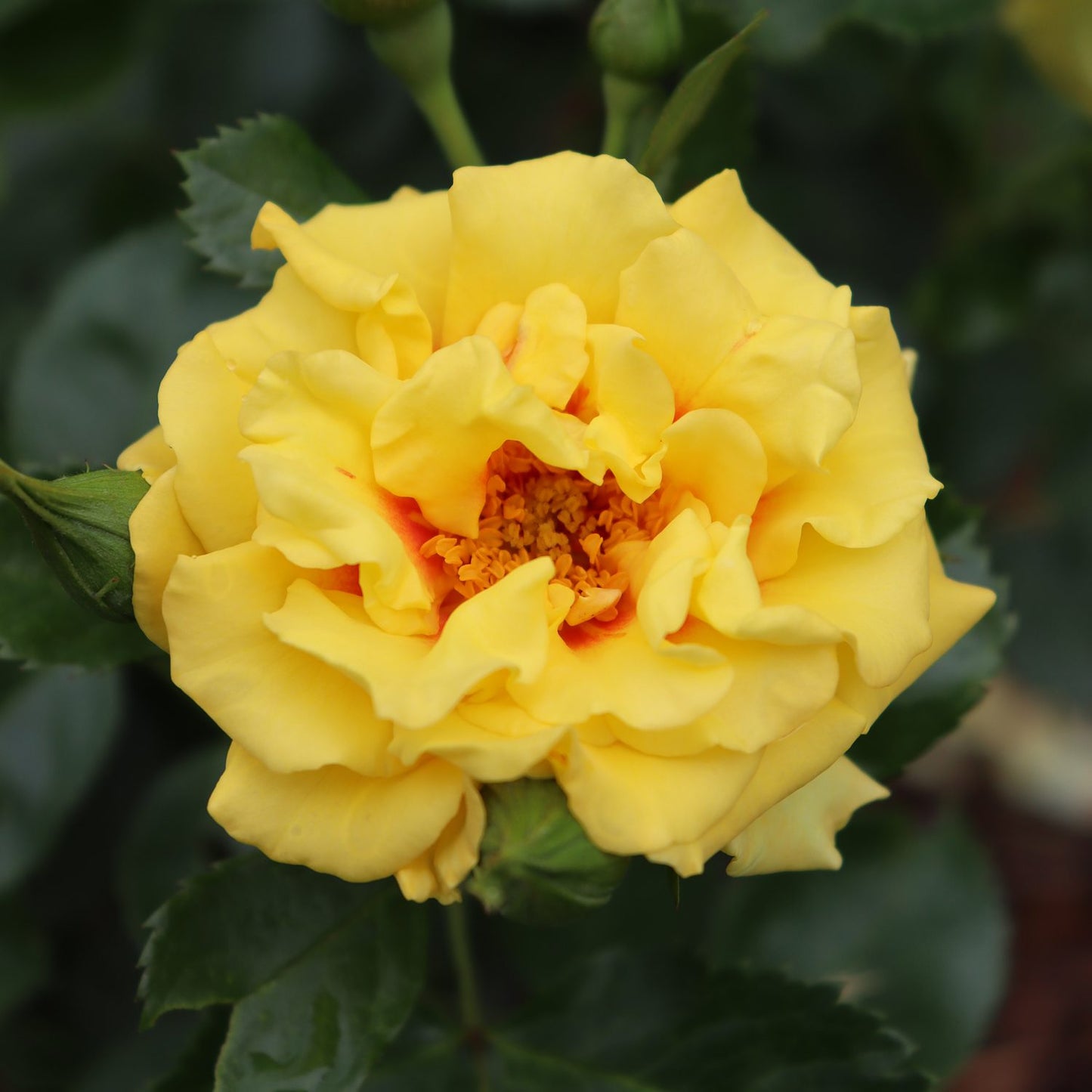 Rise Up® Ringo® Climbing Rose (Rosa) - Photo Courtesy of Proven Winners, Inc.