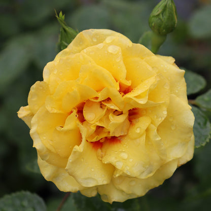 Rise Up® Ringo® Climbing Rose (Rosa) - Photo Courtesy of Proven Winners, Inc.