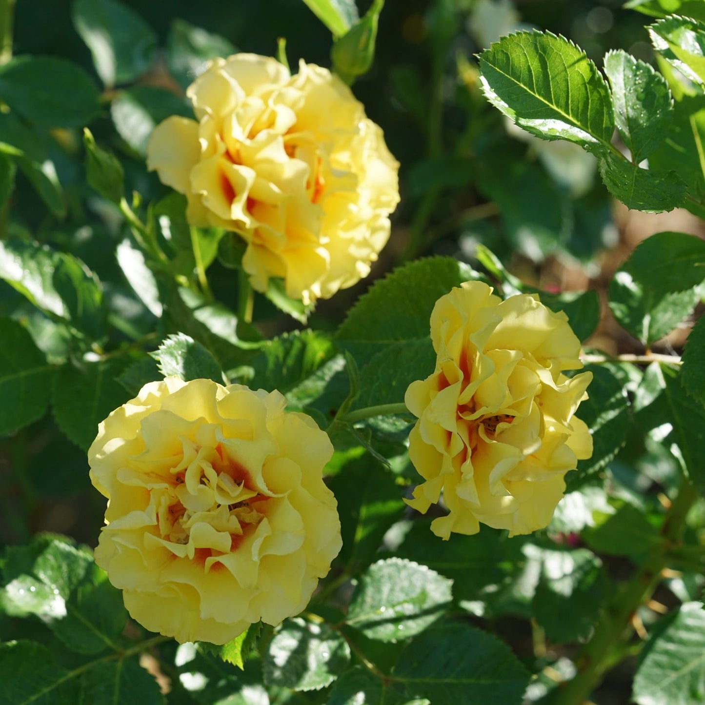 Rise Up® Ringo® Climbing Rose (Rosa) - Photo Courtesy of Proven Winners, Inc.