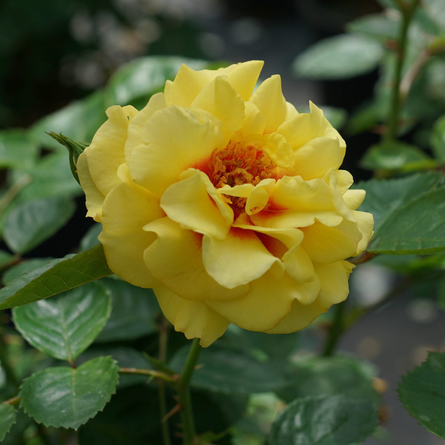 Rise Up® Ringo® Climbing Rose (Rosa) - Photo Courtesy of Proven Winners, Inc.